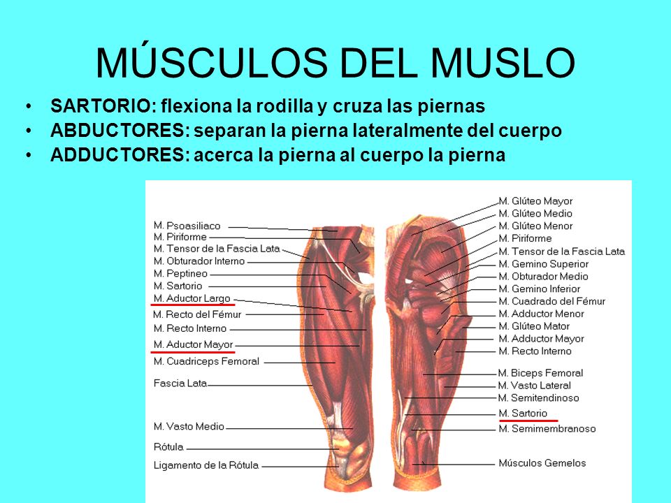 Musculos aductores de la pierna